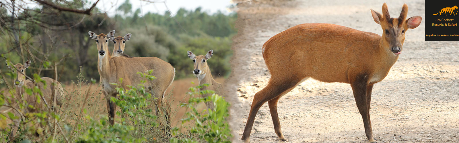 jim-corbett