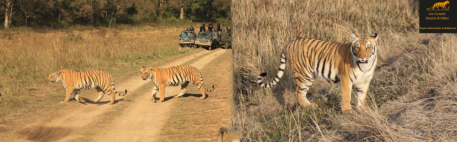 jim-corbett